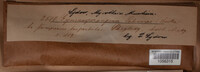 Gymnosporangium sabinae image